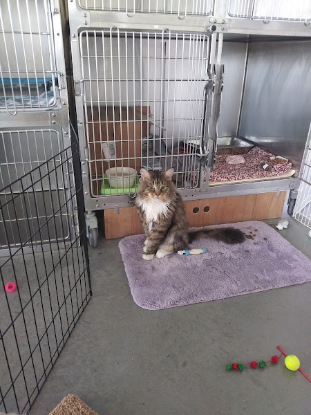 Pope Memorial Humane Society - Cocheco Valley