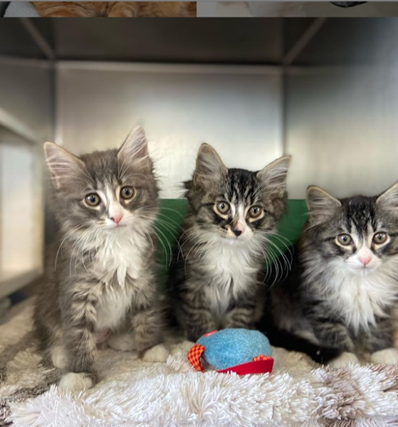 Pope Memorial Humane Society - Cocheco Valley