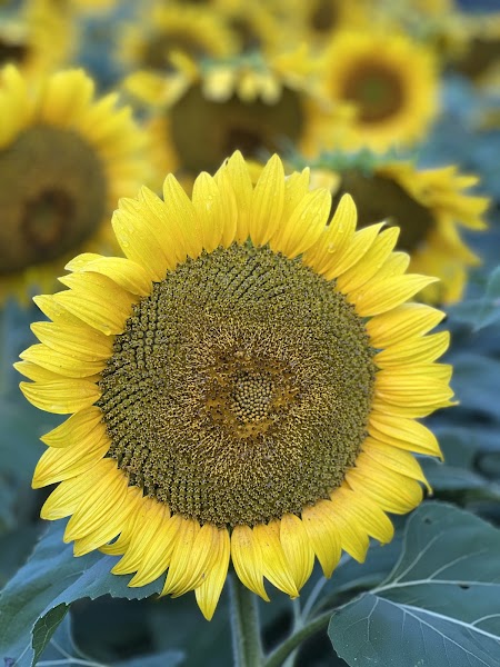 Bragg Farms Sunflower Bloom