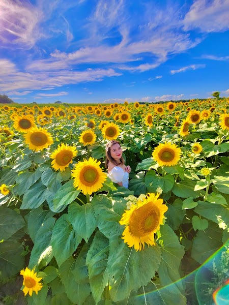 Bragg Farms Sunflower Bloom