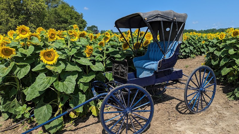 Bragg Farms Sunflower Bloom