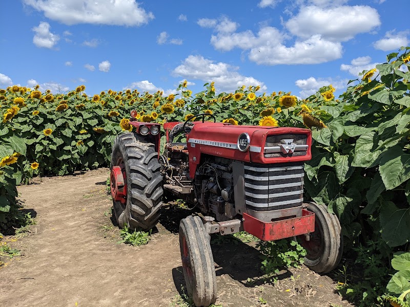 Bragg Farms Sunflower Bloom