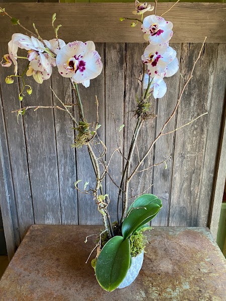 Dragonfly Floral