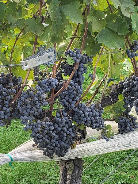 Two Twisted Posts Winery