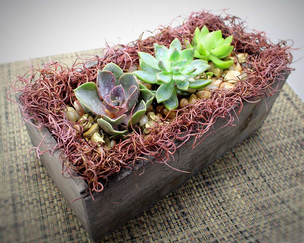 succulent garden with spanish moss in distressed w | chicago events succulent garden with spanish moss in distressed w | chicago events