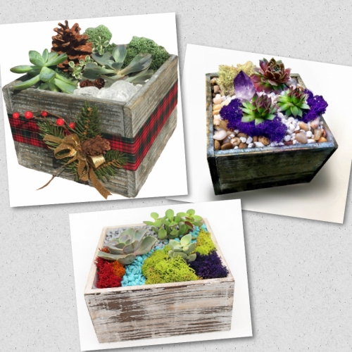 Square Succulent Terrarium At Doubledays Cottage Grove Cottage