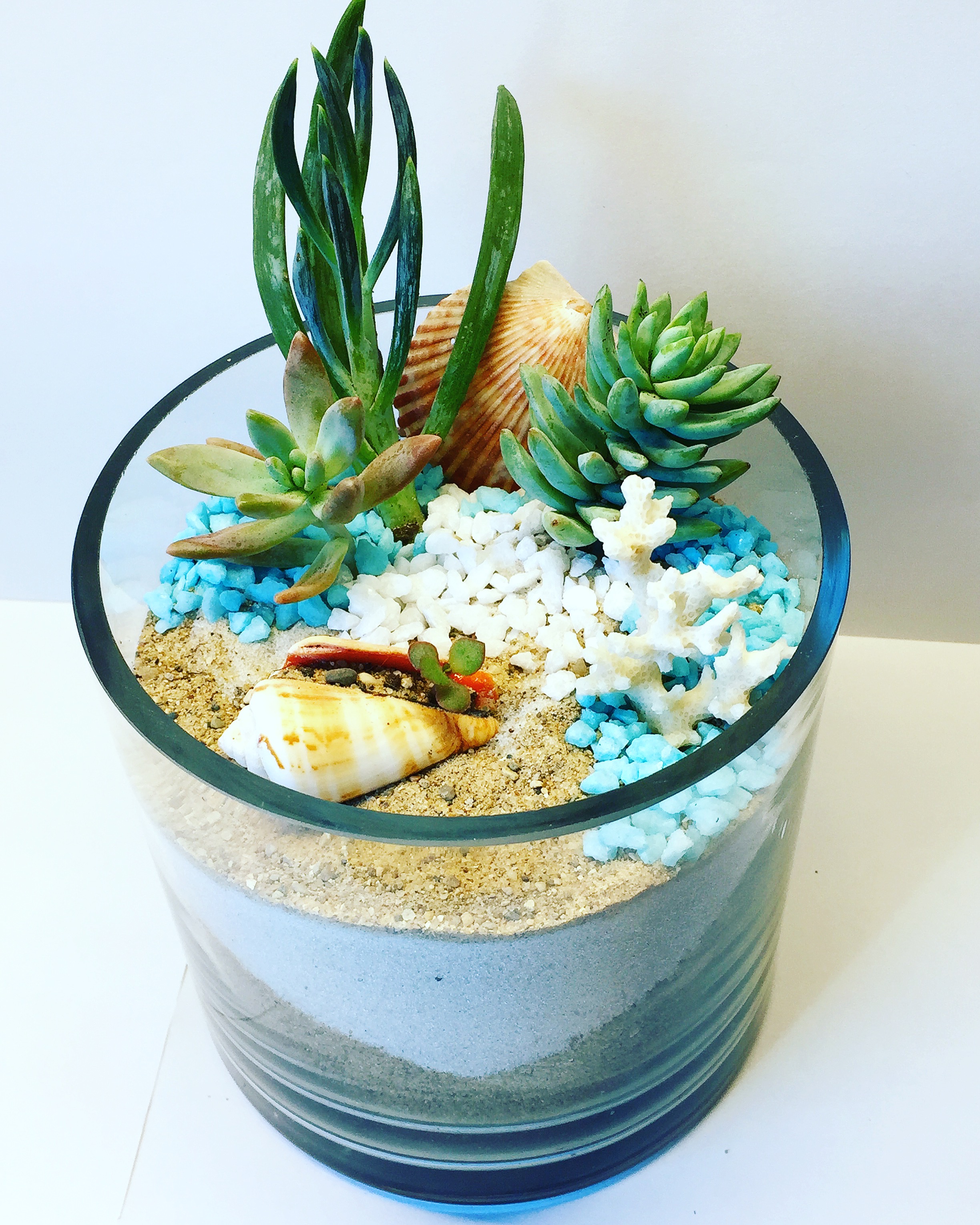 Beach Terrarium Sand, Shells, Succulents AND Airp Chicago Events