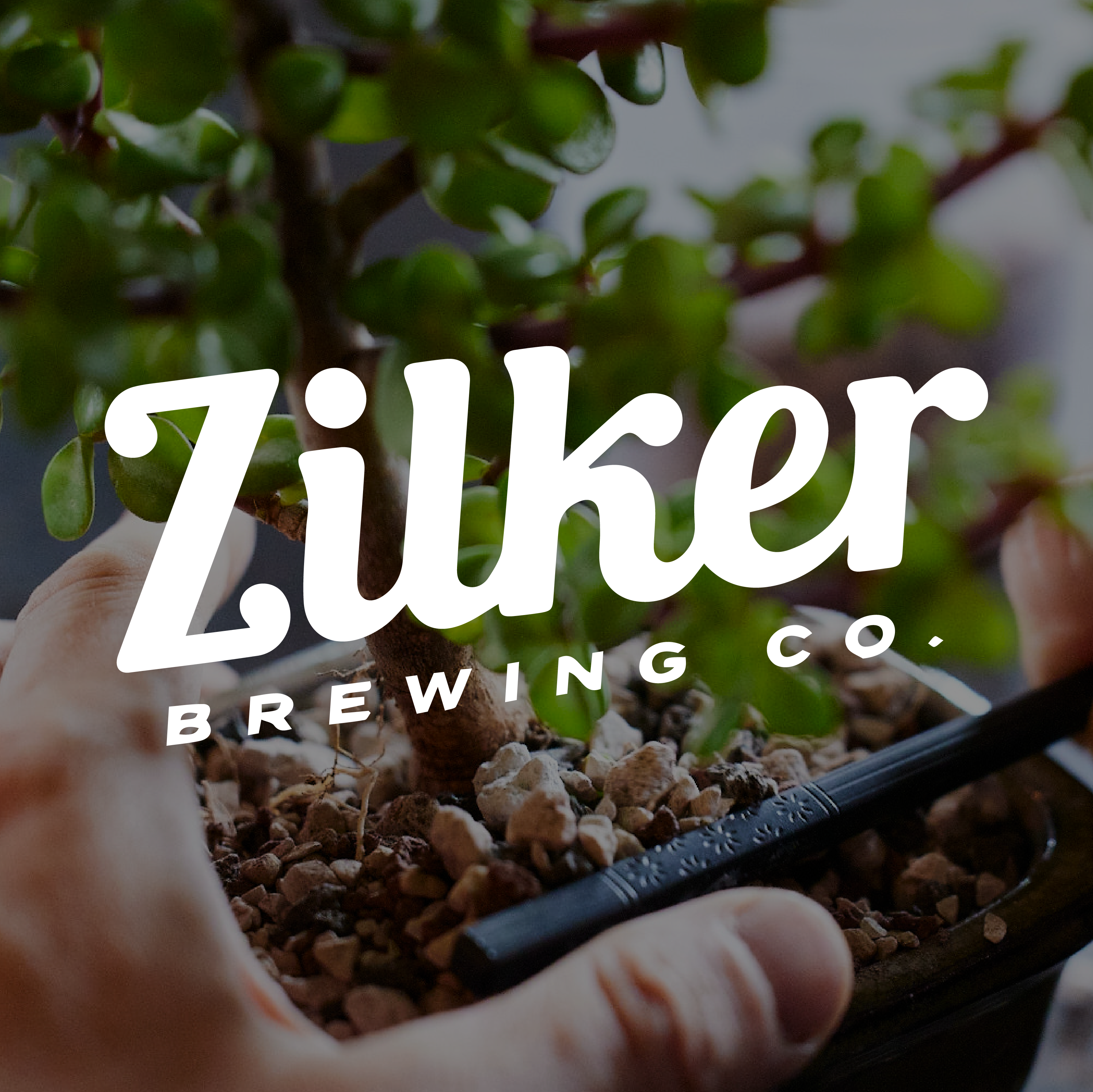 Dwarf Jade - Zilker Brewing Company