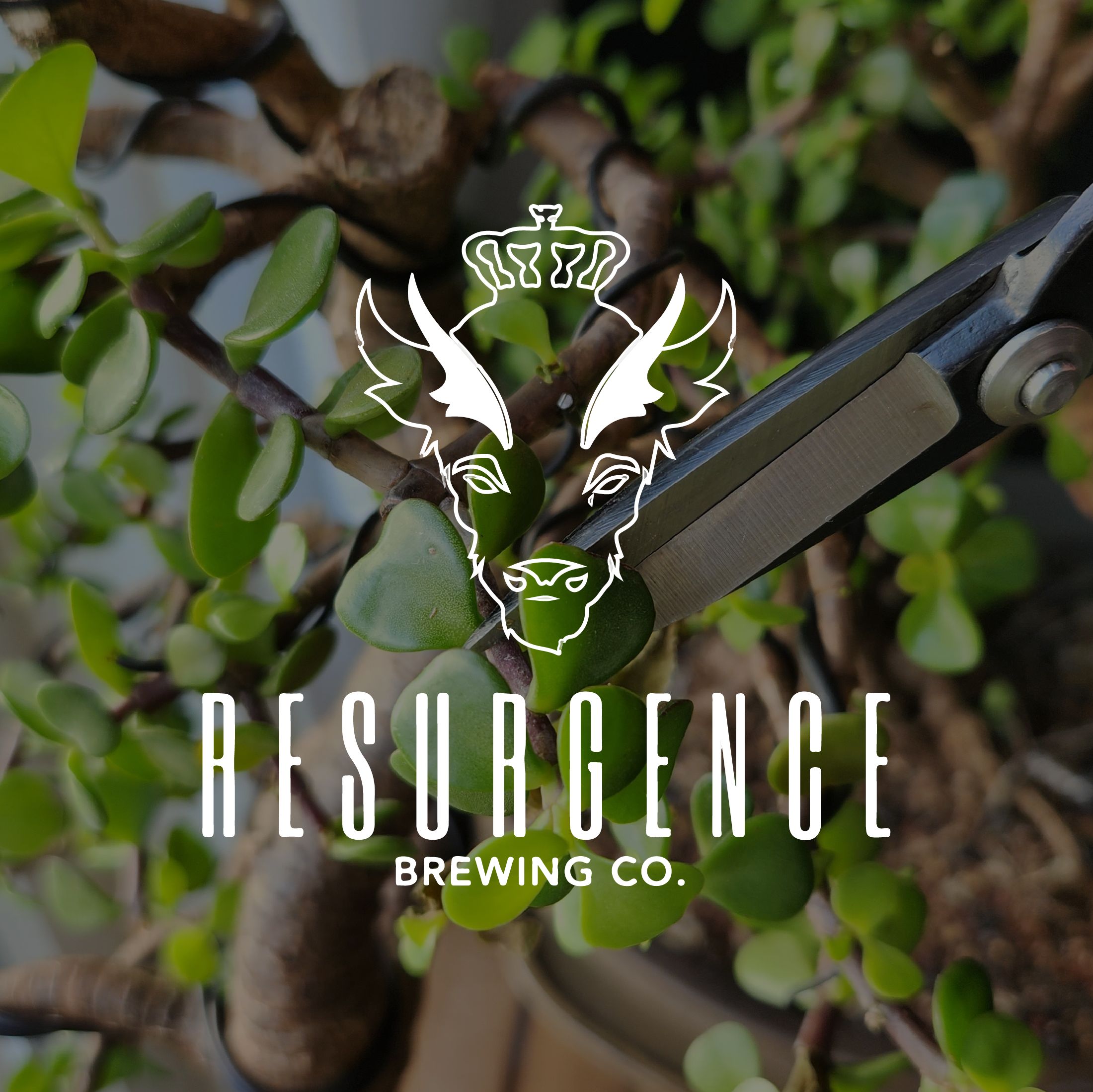 Dwarf Umbrella - Resurgence Brewing