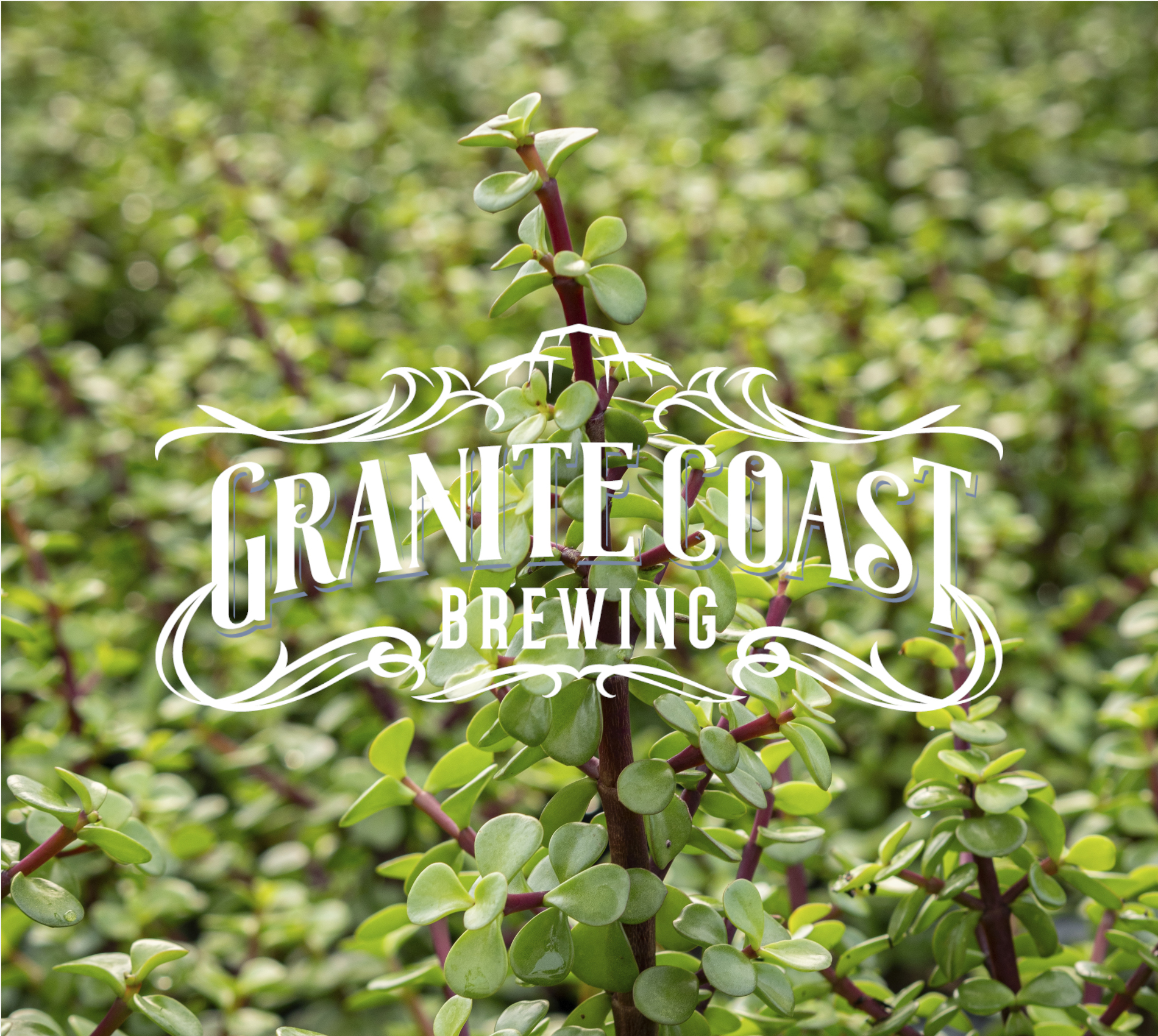 Dwarf Jade - Granite Coast Brewing Company