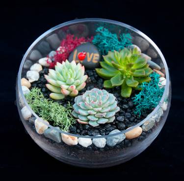 A Beautiful Succulent Slope Bowl plant nite project by Yaymaker