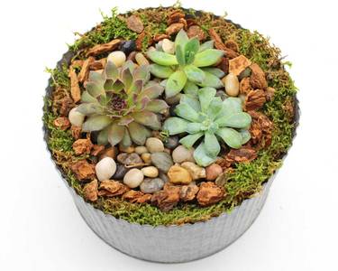 Natural Succulent Terrarium In Corrugated Tin Pot At Vintage