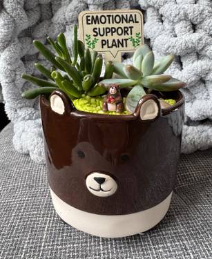 A Ceramic Bear Planter experience project by Yaymaker