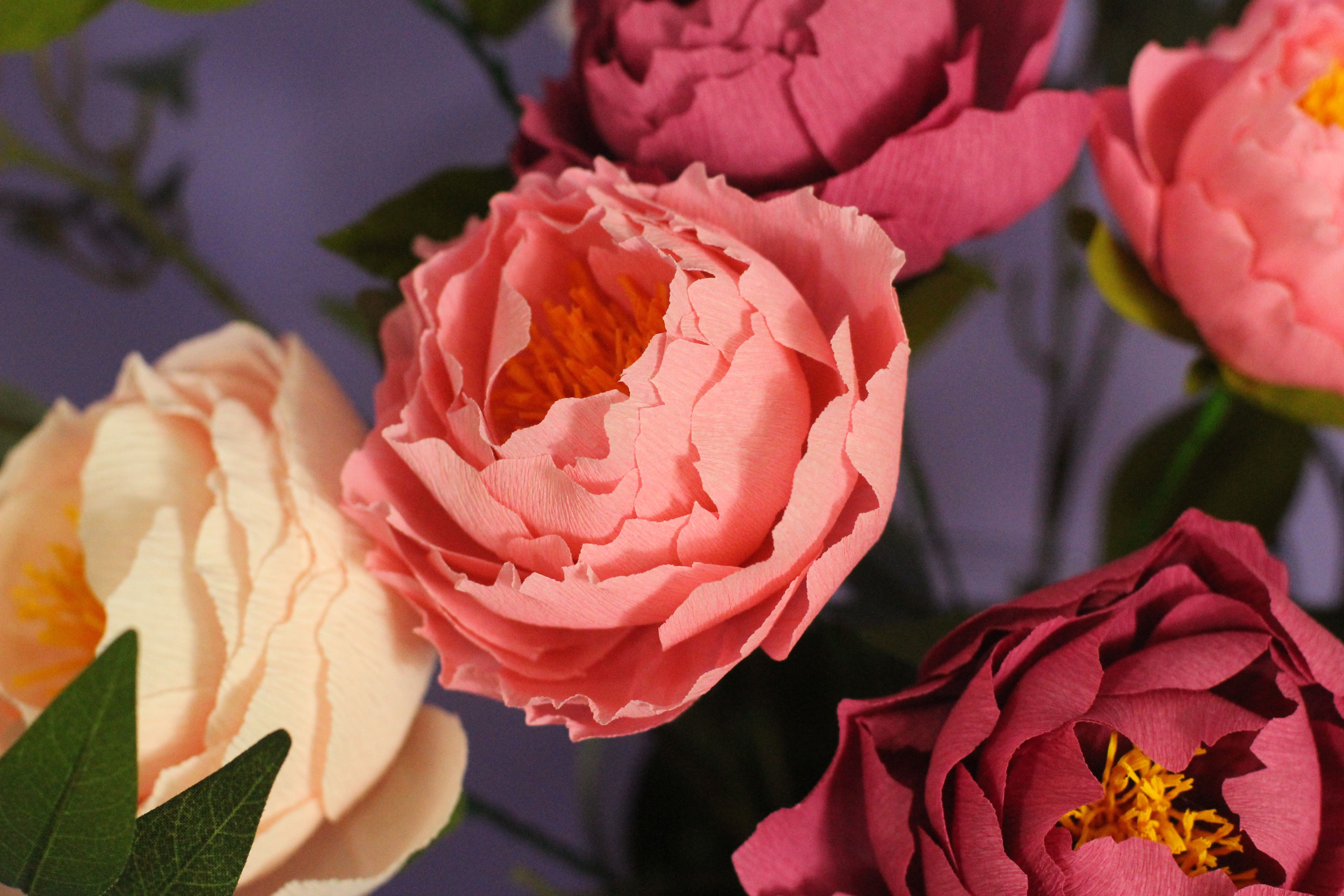 A Crepe Paper Peony Class experience project by Yaymaker