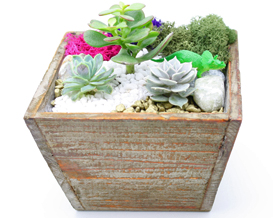 A Succulent Terrarium in Light Wood Tapered Square plant nite project by Yaymaker