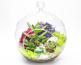 A Succulent Terrarium in Hanging Glass Globe plant nite project by Yaymaker
