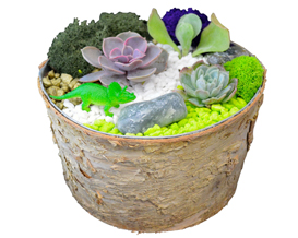A Succulent Terrarium in Round Birch Planter plant nite project by Yaymaker