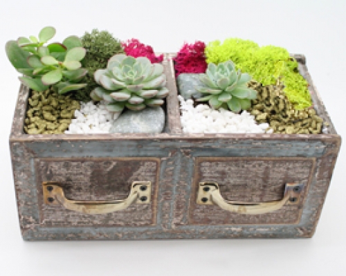 A Succulent Terrarium in Double Wooden Drawers plant nite project by Yaymaker
