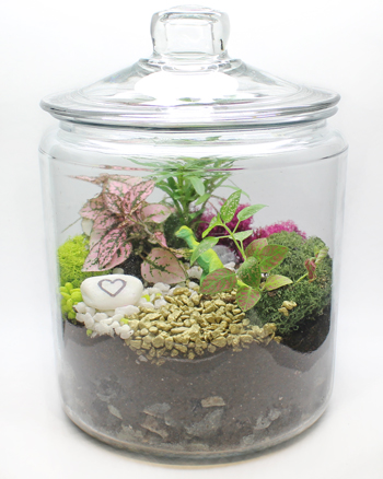 A Tropical Terrarium in Apothecary Jar plant nite project by Yaymaker