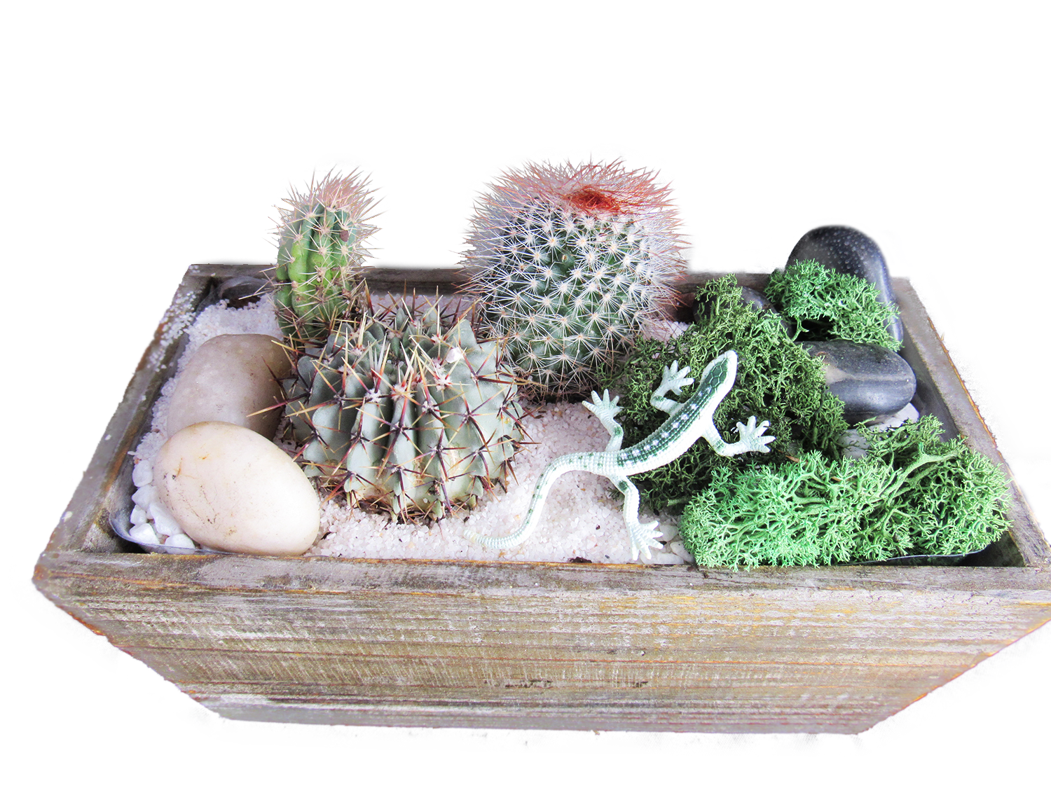 A Cacti Terrarium in Light Wood Rectangle Planter plant nite project by Yaymaker