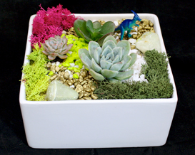 A Succulent Garden in White Ceramic Planter plant nite project by Yaymaker