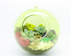 A Succulent Terrarium in Lime Hanging Globe plant nite project by Yaymaker