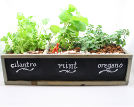 A Herb Garden in Chalkboard Planter plant nite project by Yaymaker