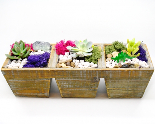 A Succulent Terrarium in 3 Section Wooden Planter plant nite project by Yaymaker