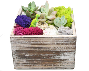 A Succulent Terrarium in Distressed Wood Cube plant nite project by Yaymaker