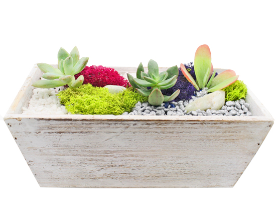 A Succulent Terrarium in White Wash Wood Tapered Rectangle plant nite project by Yaymaker
