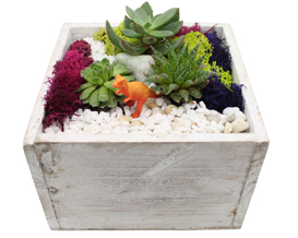 A Succulent Terrarium in White Wash Wood Cube plant nite project by Yaymaker