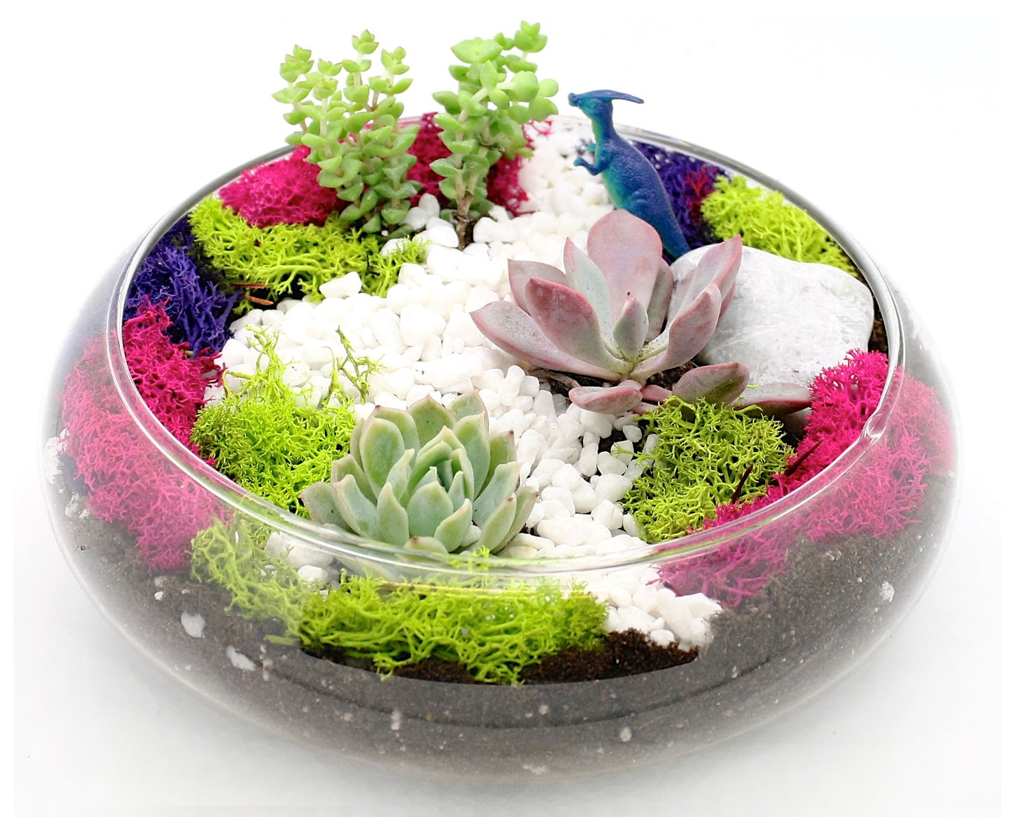 A Succulent Garden in Glass Lily Bowl plant nite project by Yaymaker