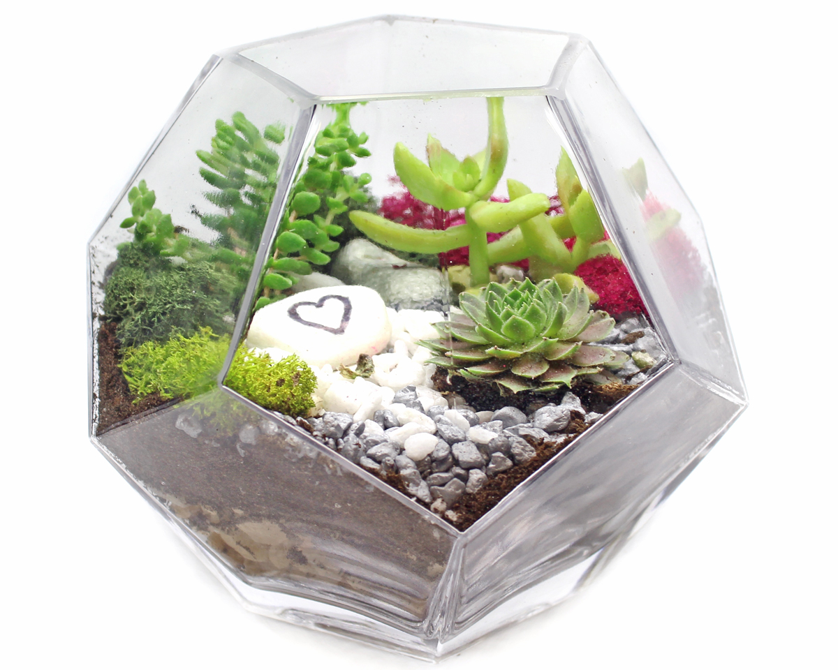 A Succulents in Geometric Prism Glass Terrarium plant nite project by Yaymaker