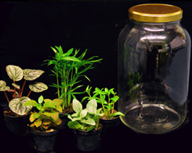 A Tropical Terrarium in a Jar plant nite project by Yaymaker
