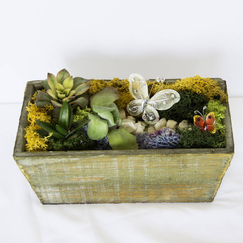 A Succulent Butterfly Garden in Light Wood Tapered Rectangle plant nite project by Yaymaker