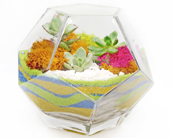 A Succulents in Geometric Prism Glass Terrarium  Sand Art plant nite project by Yaymaker