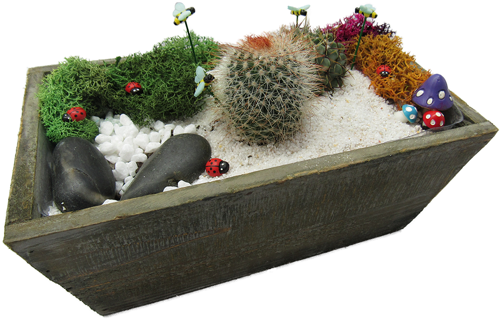 A Cacti Bugs Terrarium plant nite project by Yaymaker
