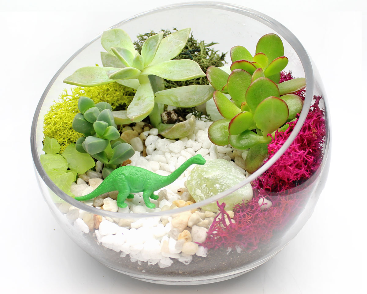 A Succulent Terrarium in 65 Glass Slope Bowl plant nite project by Yaymaker