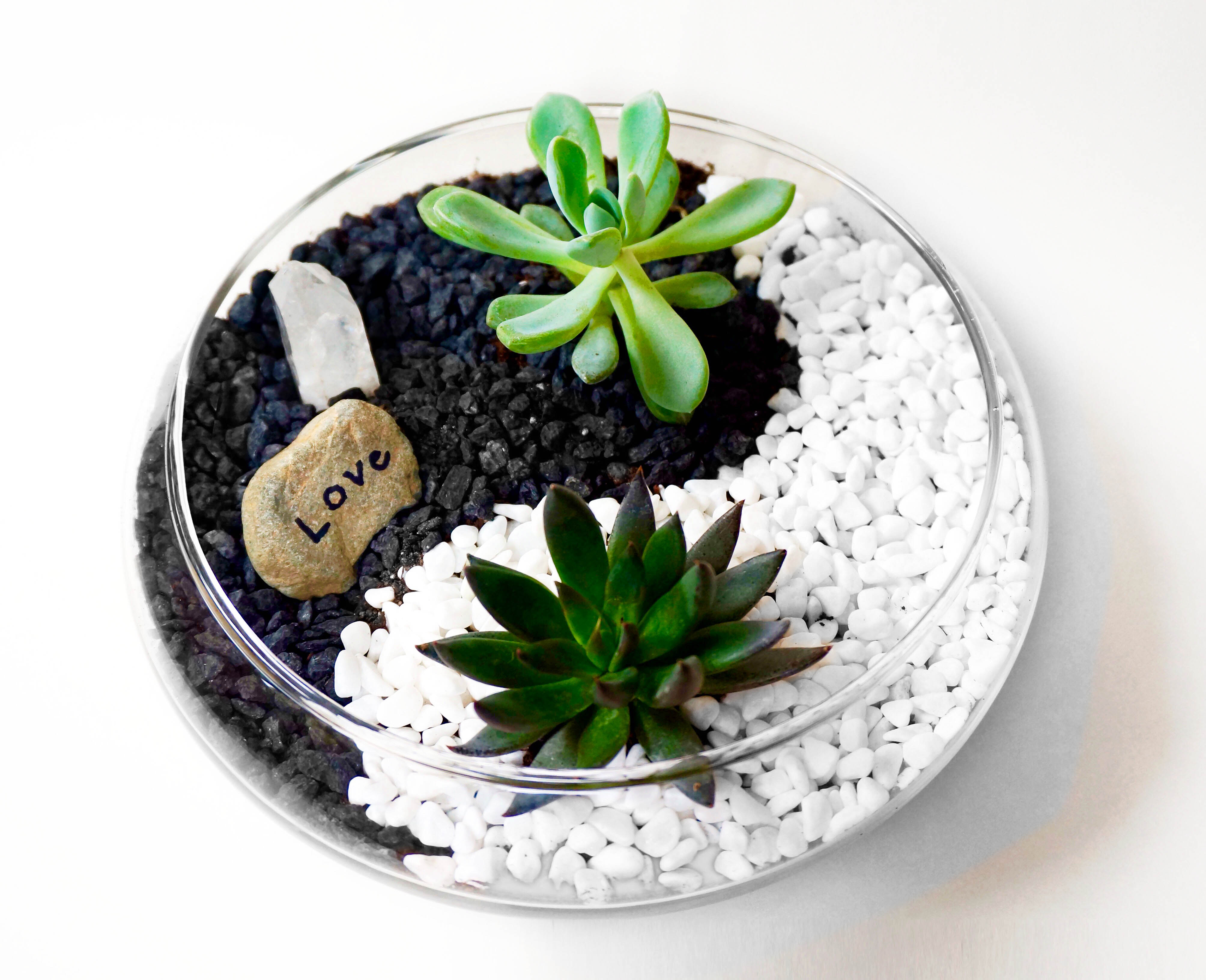 A Yin Yang Design Glass Lily Bowl Succulent Terrarium with Wish Rock and Clear Quartz Crystal plant nite project by Yaymaker
