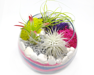 A Air Plant Terrarium in Glass Rose Bowl  Sand Art plant nite project by Yaymaker