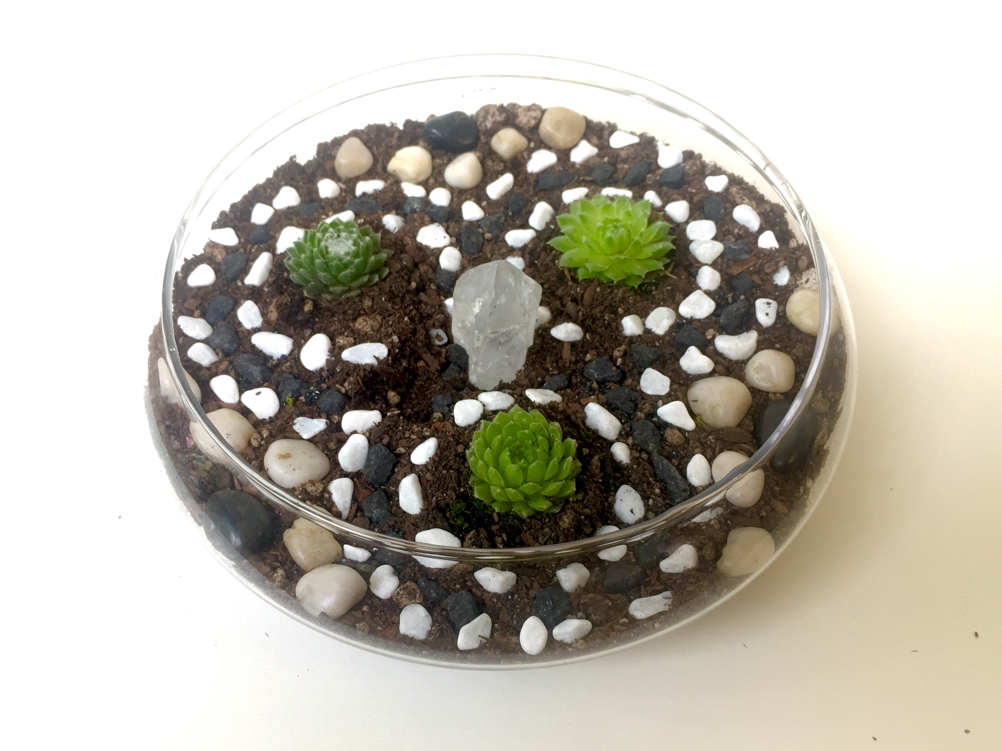A Glass Lily Bowl Floral Rock Design Succulent Terrarium with Clear Quartz Crystal plant nite project by Yaymaker