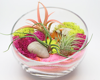A Air Plant Terrarium in Glass Slope Bowl  Sand Art plant nite project by Yaymaker