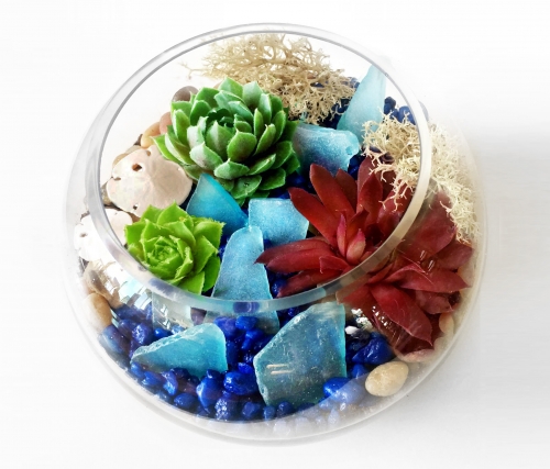 A Glass Rose Bowl Succulent Terrarium with Sand Dollars and Blue Glass Chips plant nite project by Yaymaker