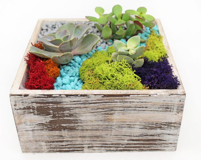 A Succulent Terrarium in Distressed Wood 7quot Square plant nite project by Yaymaker