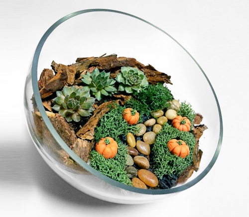 A Autumn Themed Sloped Glass Bowl Succulent Terrarium WDecorative Pumpkins plant nite project by Yaymaker