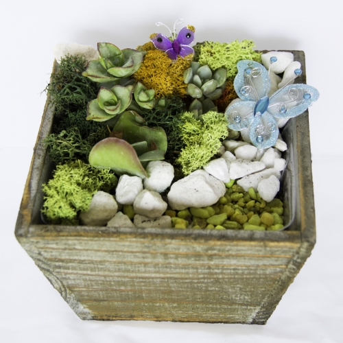 A Succulent Butterfly Garden in Light Wood Tapered Square plant nite project by Yaymaker