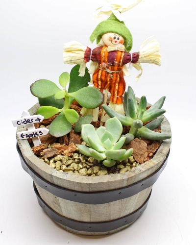 A Succulents in Autumn Barrel with Scarecrow plant nite project by Yaymaker