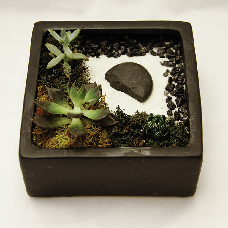 A Succulent Zen Garden in Black Ceramic Planter plant nite project by Yaymaker