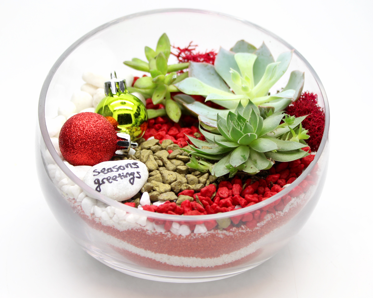 A Succulent Terrarium in Slope Bowl  Christmas Sand Art plant nite project by Yaymaker