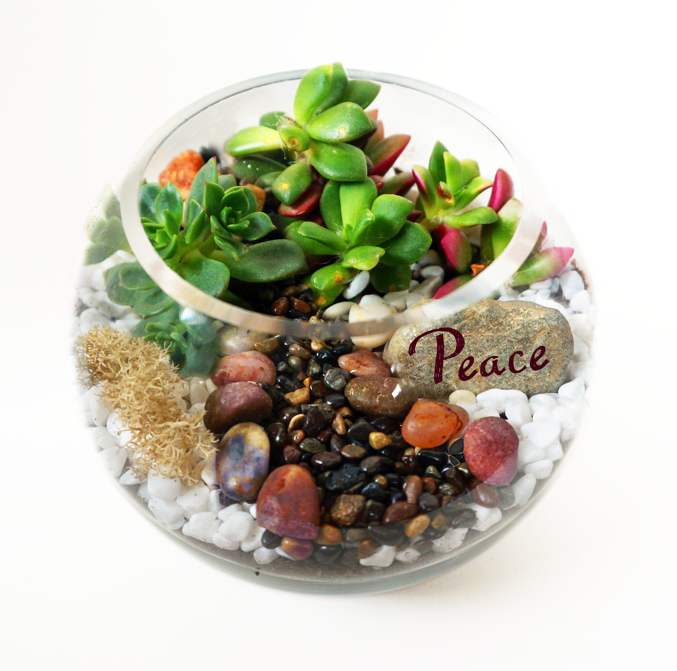 A Rose Bowl Succulent Terrarium WRiver Rocks and Peace Wish Rock plant nite project by Yaymaker